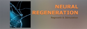Neural Regeneration