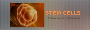 Stem Cells